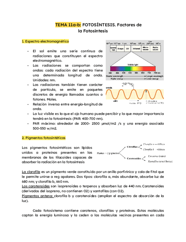Miniatura del documento TEMA-11a-b-FOTOSINTESIS-1.pdf
