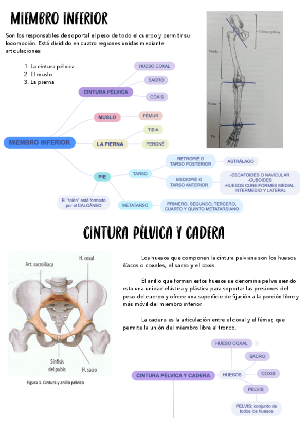 Miniatura del documento ESQUEMA-ANATOMIA-MIEMNBRO-INFERIOR.pdf