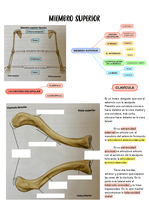 Miniatura del documento ESQUEMAS-ANATOMIA-MIEMBRO-SUPERIOR.pdf