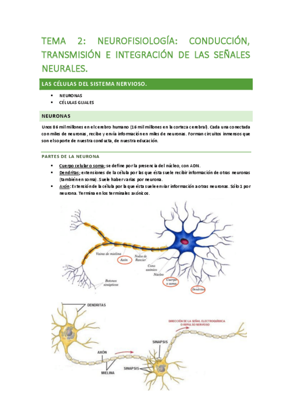 Miniatura del documento APUNTES-PSICOBIOLOGIA-T2-11.pdf