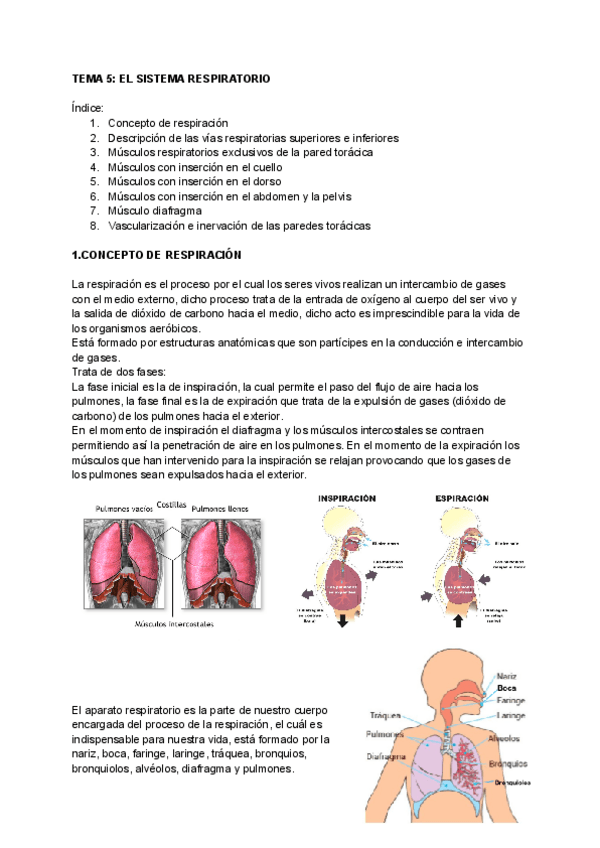 Miniatura del documento TEMA-5-ANATOMIA.pdf