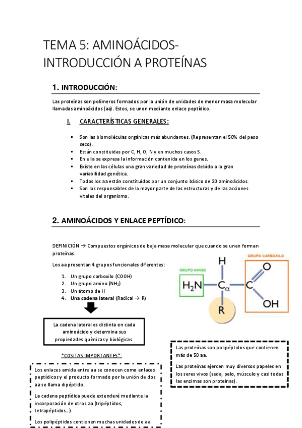Miniatura del documento TEMA-5-AMINOACIDOS-INTRODUCCION-A-PROTEINAS.pdf