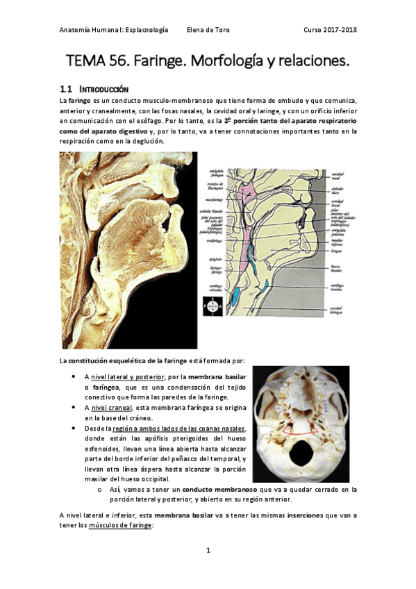 Miniatura del documento TEMA 56. Faringe. Morfología y relaciones..pdf