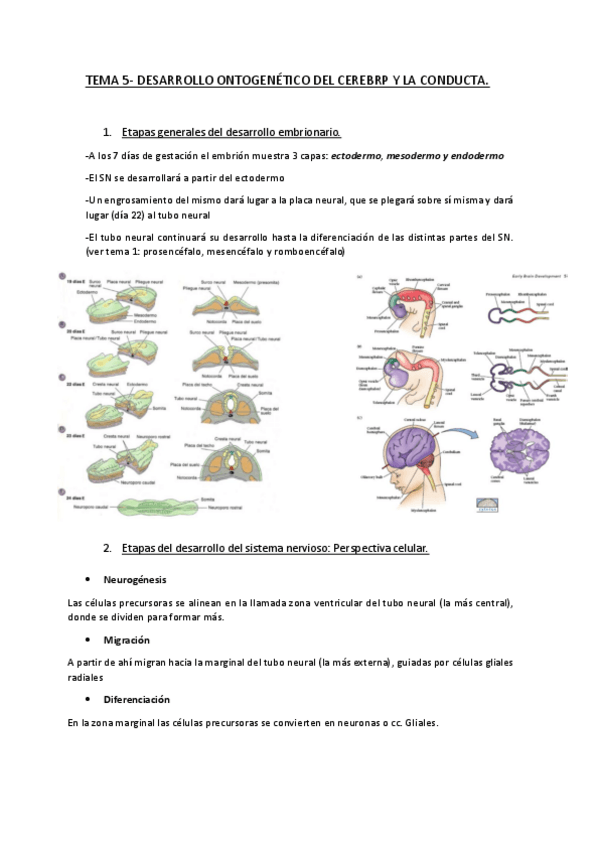 Miniatura del documento Tema-5-Desarrollo.pdf