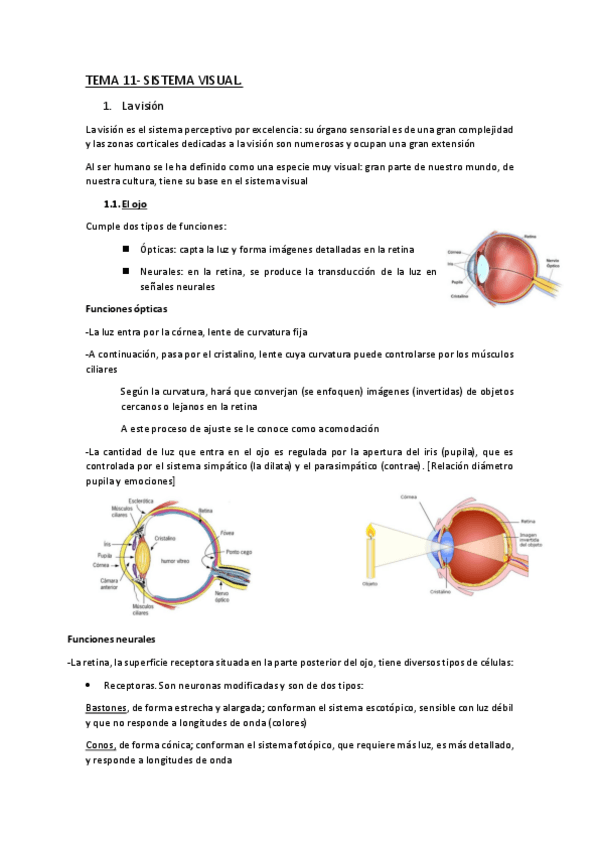 Miniatura del documento Tema-11-Sistema-Visual.pdf