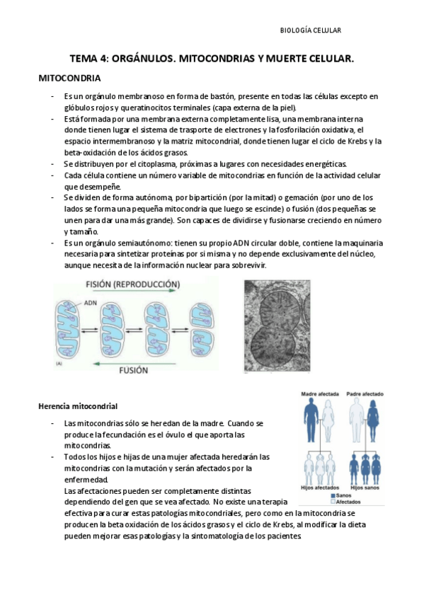 Miniatura del documento TEMA-4-BIOLOGIA-CELULAR.pdf