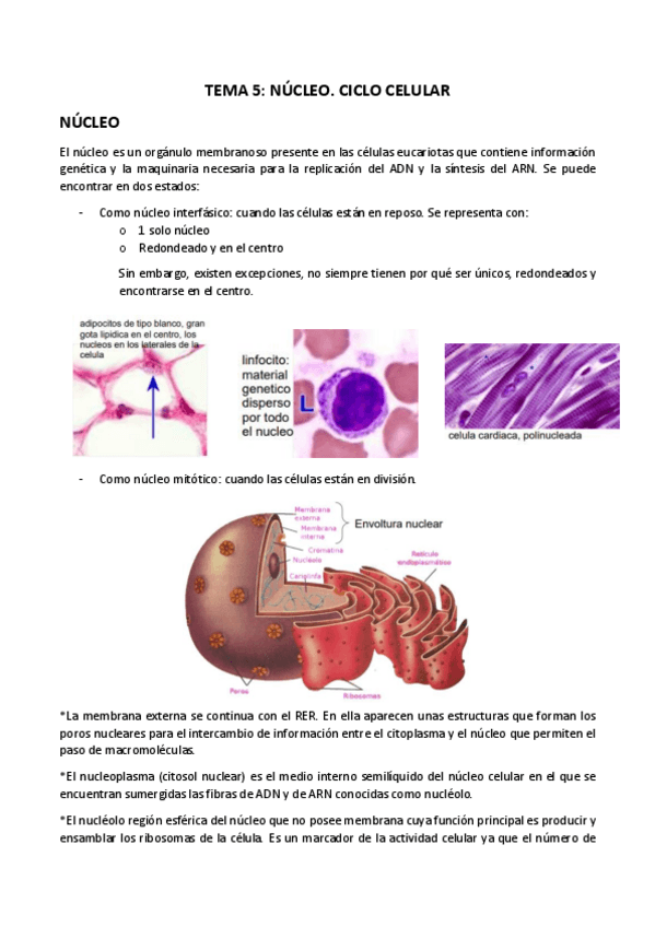 Miniatura del documento TEMA-5-biologia-celular.pdf