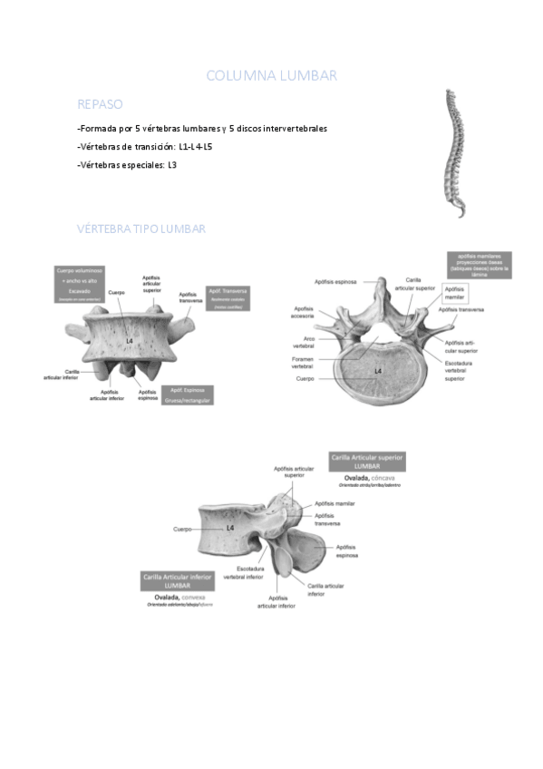 Miniatura del documento COLUMNA-LUMBAR.pdf