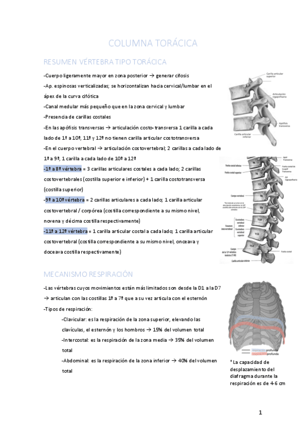 Miniatura del documento COLUMNA-TORACICA.pdf