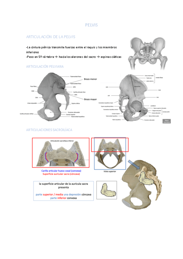 Miniatura del documento PELVIS.pdf