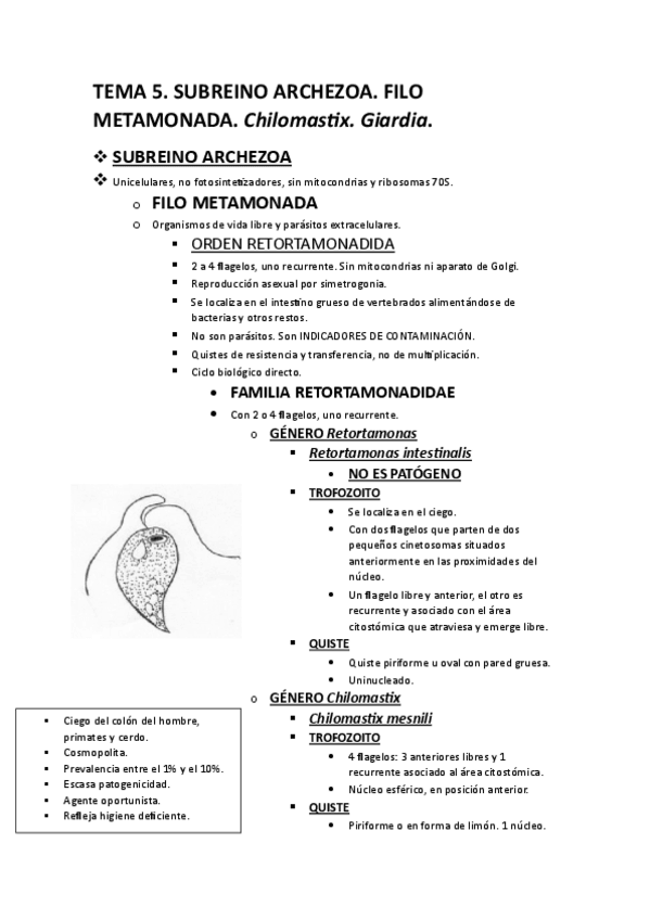 Miniatura del documento TEMA-5.-SUBREINO-ARCHEZOA.-FILO-METAMONADA.-Chilomastix-y-Giardia.pdf