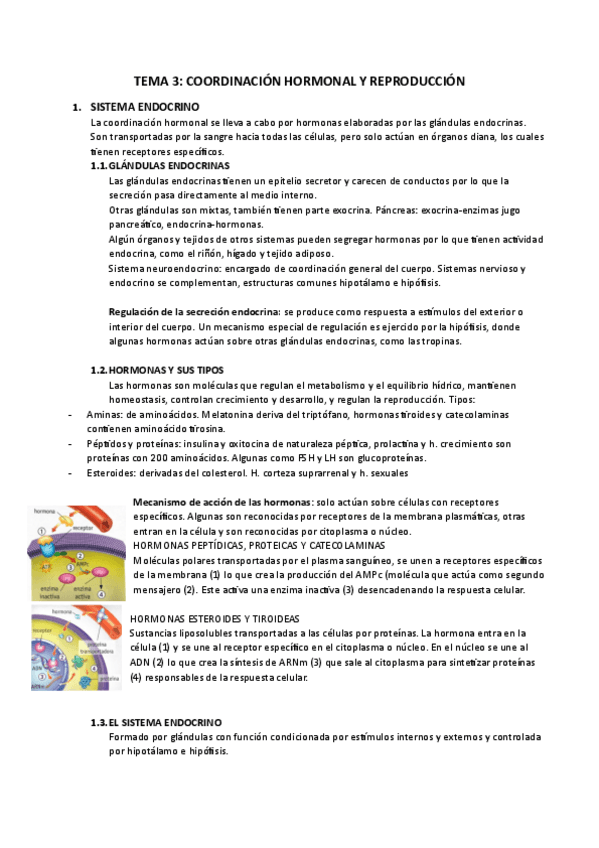 Miniatura del documento TEMA-3.-Coordinacion-hormonal-y-reproduccion.pdf
