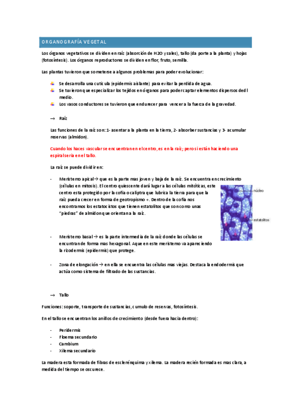 Miniatura del documento Organografia-vegetal-tema-3.pdf