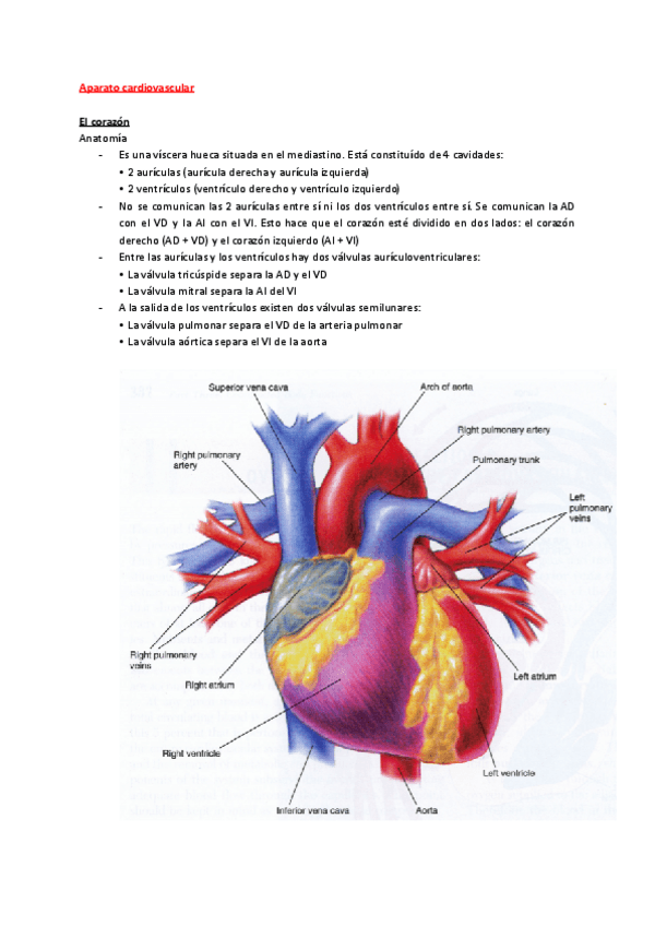 Miniatura del documento Aparato-cardiovascular.pdf