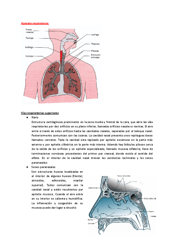 Miniatura del documento aparato-respiratorio.pdf