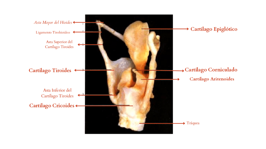 Miniatura del documento Partes-de-la-Laringe.pdf