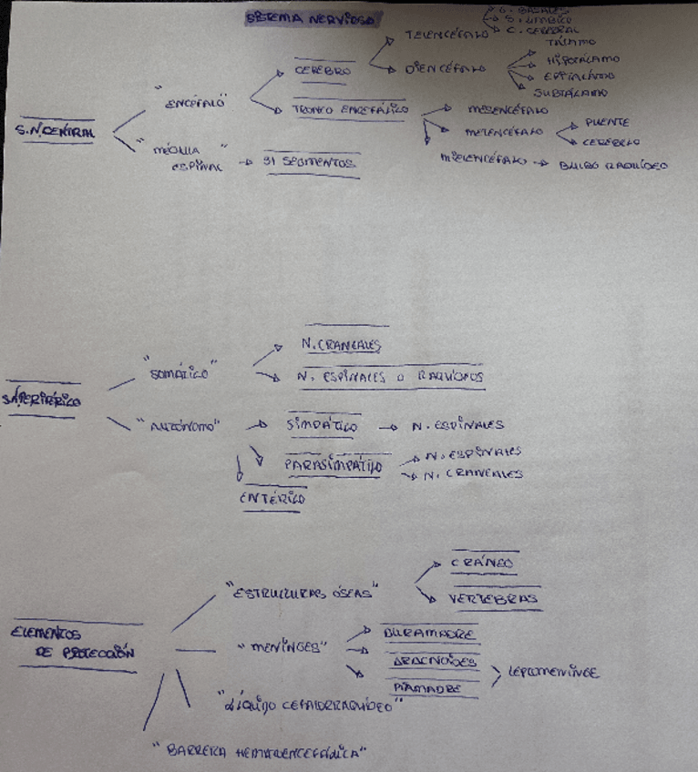 Miniatura del documento esquema-sistema-nervioso.pdf
