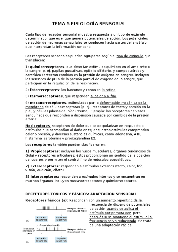 Miniatura del documento TEMA-5-FISOLOGIA-SENSORIAL.docx