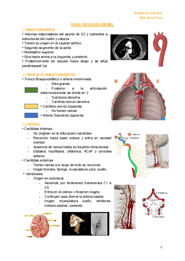 Miniatura del documento TEMA 8 - ANATOMIA.pdf