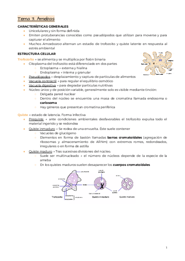 Miniatura del documento Tema-3.-Amebas.pdf