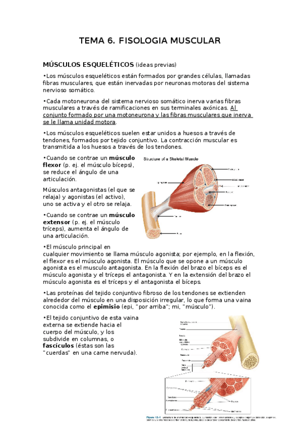 Miniatura del documento TEMA-6-FISIOLOGIA-MUSCULAR.docx