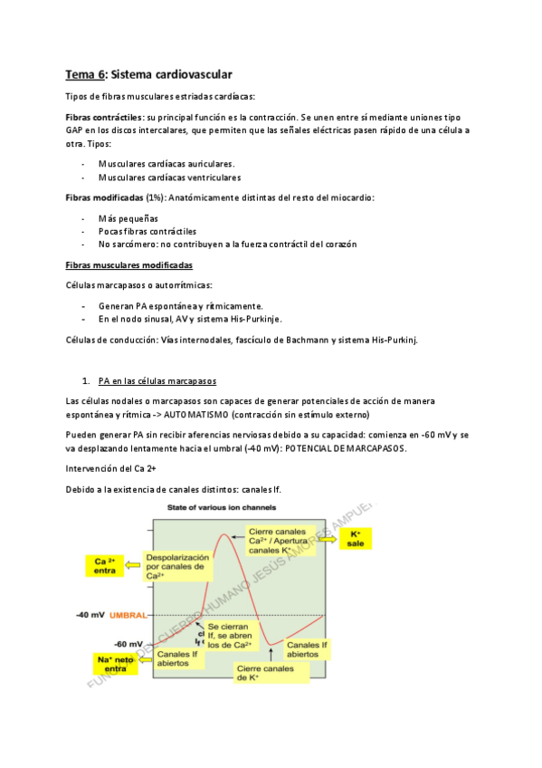 Miniatura del documento Tema-6-Fisio.pdf