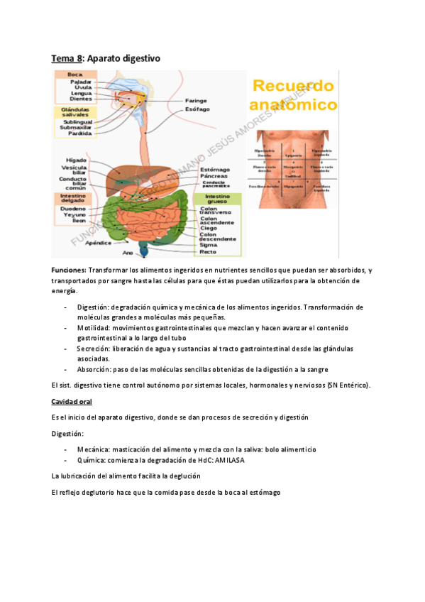Miniatura del documento Tema-8-fisio.pdf