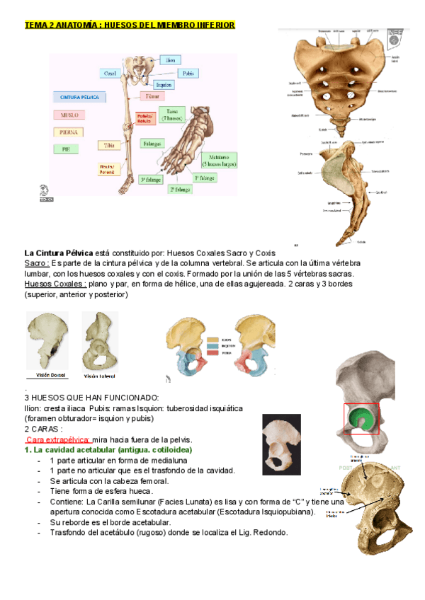Miniatura del documento ANATOMIA-T2--HUESOS-DEL-MIEMBRO-INFERIOR.pdf
