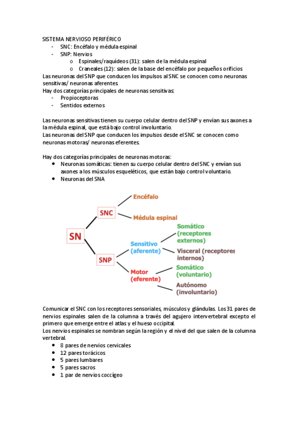 Miniatura del documento 3.-SISTEMA-NERVIOSO-PERIFERICO.pdf