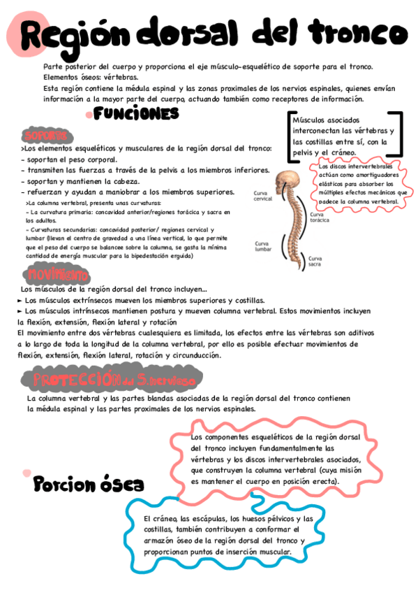 Miniatura del documento Region-dorsal-del-tronco.pdf