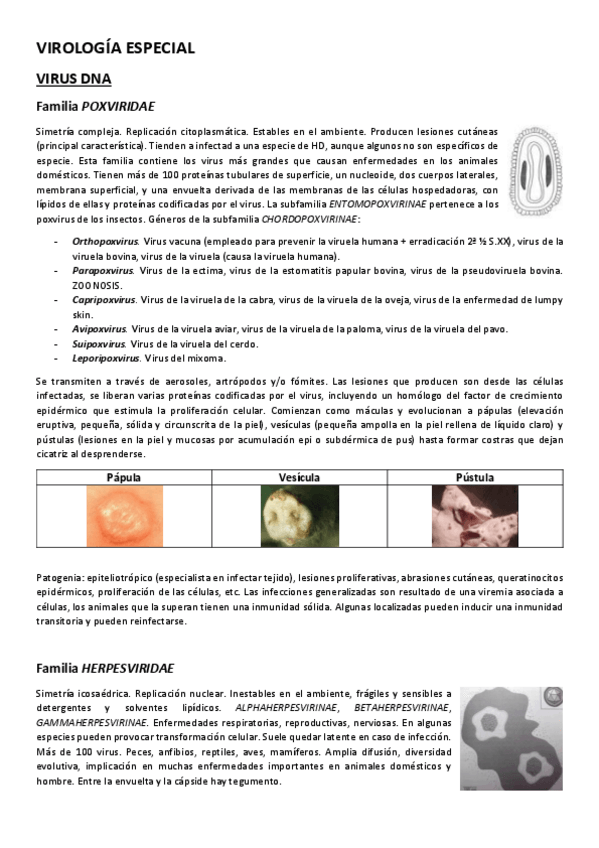 Miniatura del documento MICROBIOLOGIA-virus.pdf