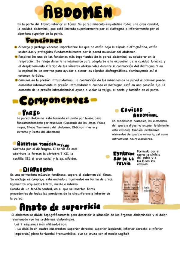 Miniatura del documento AbdomenExtremidad-superior.pdf