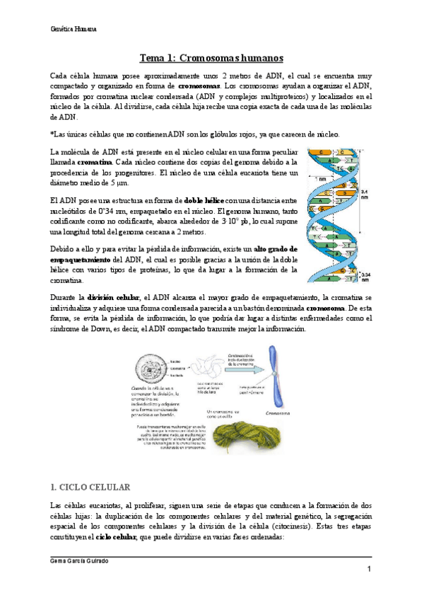 Miniatura del documento TEMA-1-CROMOSOMAS-HUMANOS-GENETICA-HUMANA.pdf
