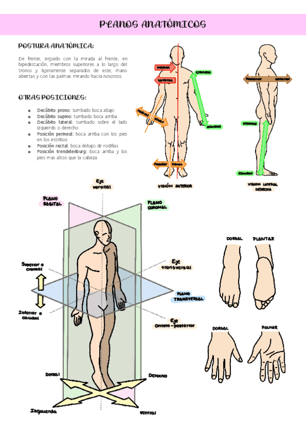 Miniatura del documento Planos-anatomicos.pdf