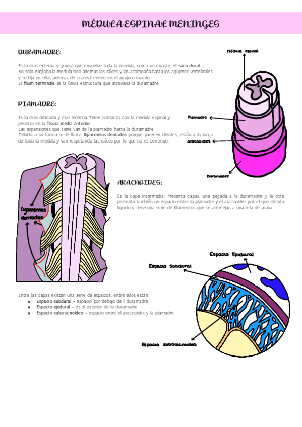 Miniatura del documento medula-espinal-meninges-1.pdf