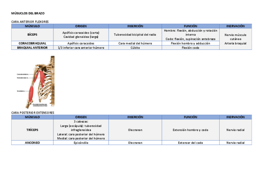 Miniatura del documento MUSCULATURA-ANTEBRAZO.pdf