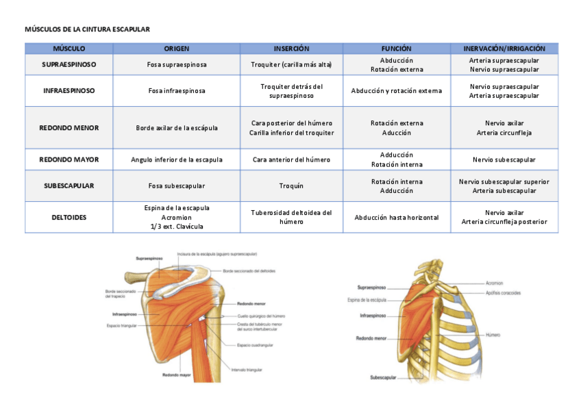 Miniatura del documento MUSCULATURA-ESCAPULAR.pdf