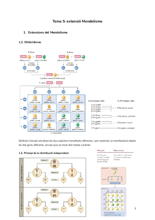 Miniatura del documento Tema-5-extensio-Mendelisme.pdf