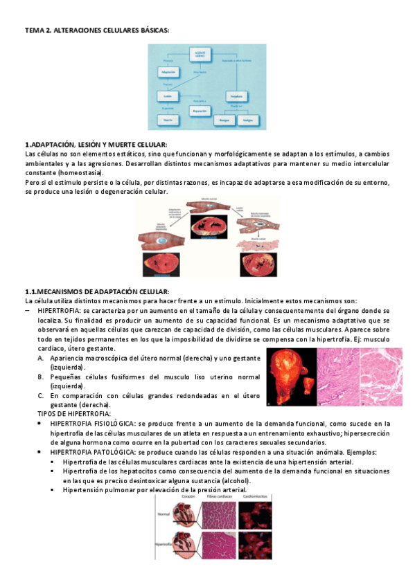 Miniatura del documento TEMA-2-CITO-GENE.pdf