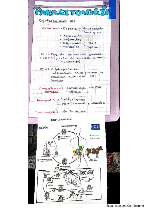 Miniatura del documento RESUMEN-PARA-PASITOS.pdf