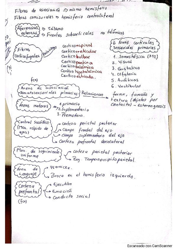 Miniatura del documento AFERENCIAS-DE-LA-CORTEZA-CEREBRAL-AFIFI.pdf