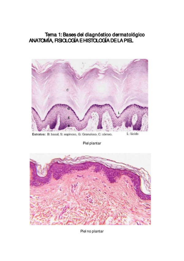 Miniatura del documento APUNTES-DERMA.pdf
