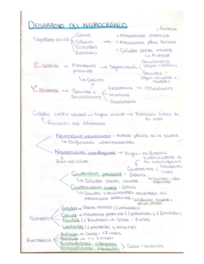 Miniatura del documento ANATOMIA-2.-ESQUEMAS.-MODULO-1.pdf