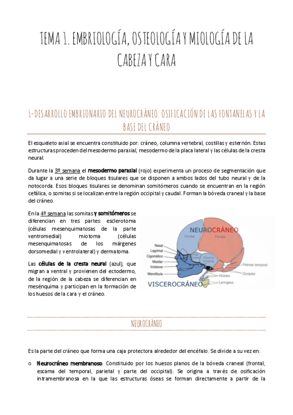 Miniatura del documento APUNTES.-Modulo-1-ANATO.pdf