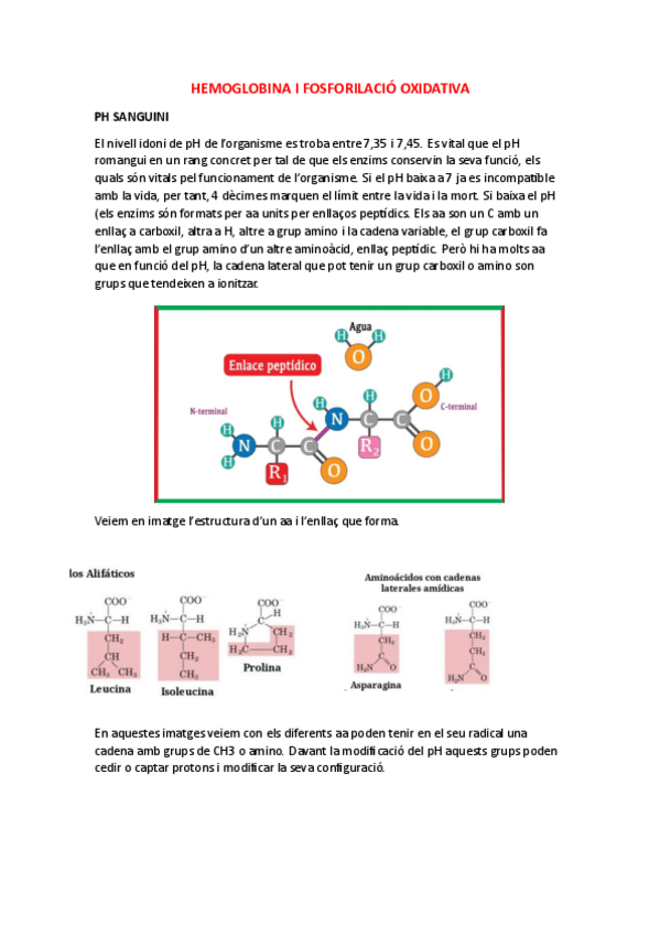 Miniatura del documento TALLER.-HEMOGLOBINA-I-FOSFORILACIO-OXIDATIVA.pdf
