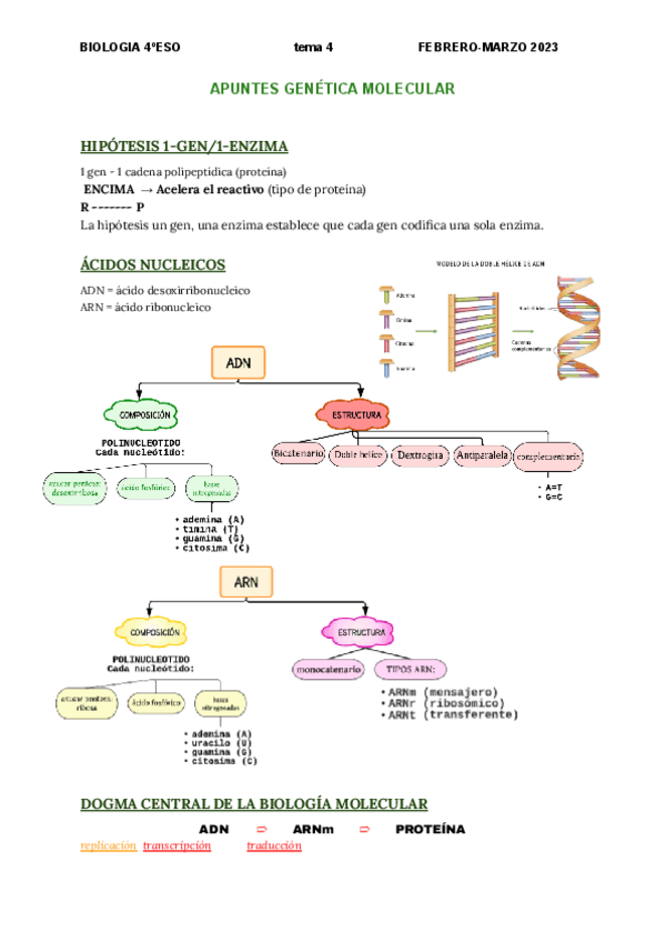 Miniatura del documento Genetica-molecular-BIOLOGIA-4eso.pdf