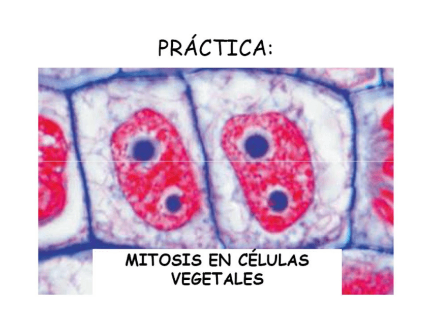 Miniatura del documento PRACTICA 2. MITOSIS EN CELULAS VEGETALES.pdf
