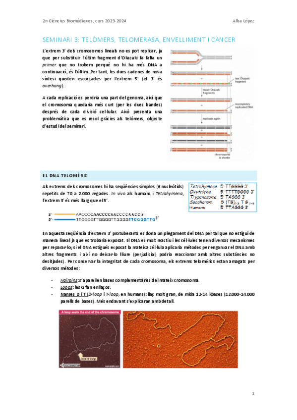 Miniatura del documento Seminari-3-telomers-telomerasa-envelliment-i-tumors.pdf