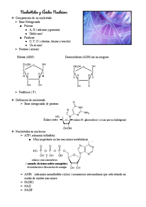 Miniatura del documento Nucleotidos-y-Acidos-Nucleicos.pdf