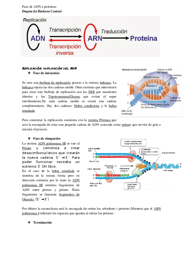 Miniatura del documento Paso-de-ADN-a-proteinas.docx